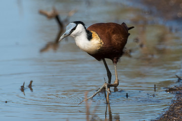 Jacana à poitrine dorée,.Actophilornis africanus, African Jacana, Parc national Kruger, Afrique du Sud