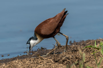 Jacana à poitrine dorée,.Actophilornis africanus, African Jacana, Parc national Kruger, Afrique du Sud