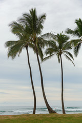 palm trees at the beach of Haleiwa, Oahu, Hawaii