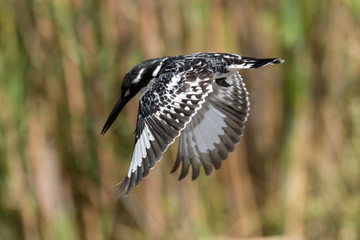 Martin pêcheur pie,.Ceryle rudis, Pied Kingfisher