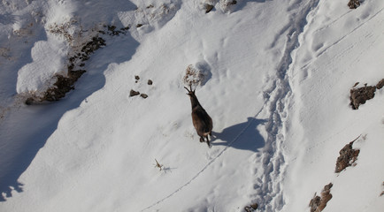 chamois wild goat running in winter scene