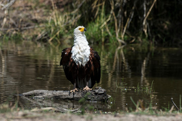 Pygargue vocifère,.Haliaeetus vocifer , African Fish Eagle, Parc national Kruger, Afrique du Sud