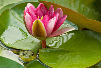 Close-up of a green frog resting on a lily pad, Michigan, USA