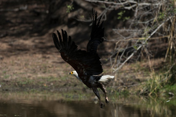 Pygargue vocifère,.Haliaeetus vocifer , African Fish Eagle, Parc national Kruger, Afrique du Sud
