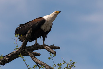 Pygargue vocifère,.Haliaeetus vocifer , African Fish Eagle, Parc national Kruger, Afrique du Sud
