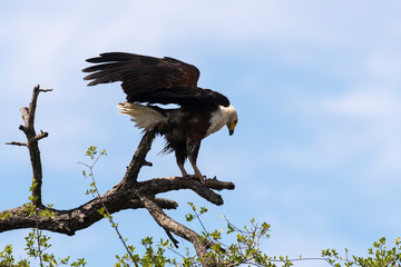 Pygargue vocifère,.Haliaeetus vocifer , African Fish Eagle, Parc national Kruger, Afrique du Sud
