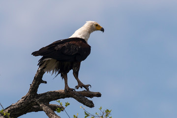 Pygargue vocifère,.Haliaeetus vocifer , African Fish Eagle, Parc national Kruger, Afrique du Sud