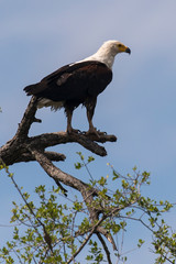 Pygargue vocifère,.Haliaeetus vocifer , African Fish Eagle, Parc national Kruger, Afrique du Sud