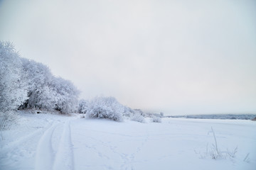 Snowy road among the trees covered with frost on a winter