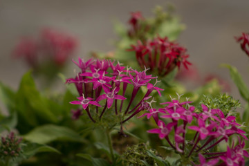  garden with flowers and bees in tune, natural space