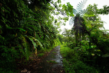Fototapeta na wymiar Hiking in Morne a Louis, Guadeloupe