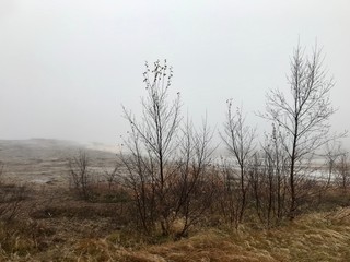 Surreal foggy icelandic autumn landscape: Rural, wild nature on a windy, wed day with yellow grass and tree silhouettes in an untouched area along the Golden Circle route close to a geothermal region