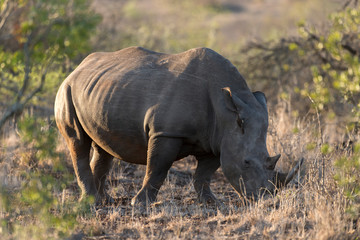 Obraz premium Rhinocéros blanc, white rhino, Ceratotherium simum, Parc national Kruger, Afrique du Sud
