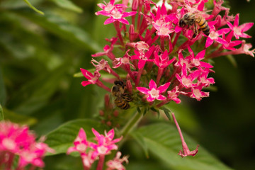  garden with flowers and bees in tune, natural space