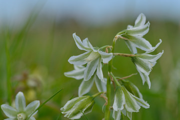 Glöckchen-Lauch (Allium triquetrum)