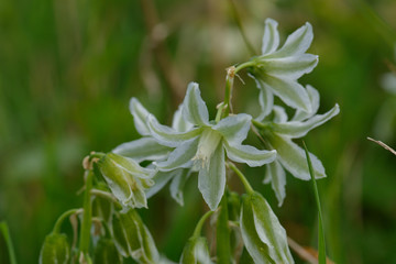Glöckchen-Lauch (Allium triquetrum)