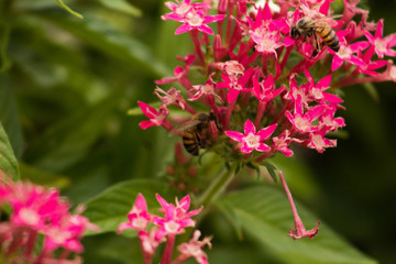  garden with flowers and bees in tune, natural space