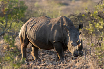 Fototapeta premium Rhinocéros blanc, white rhino, Ceratotherium simum, Parc national Kruger, Afrique du Sud