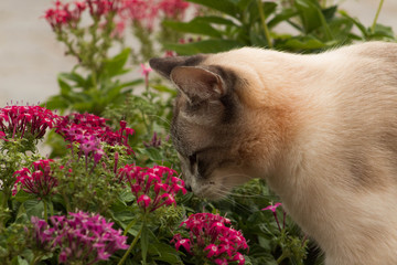 White cute girl in the garden, pink and white flowers with space for text, nature