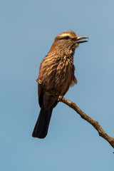 Rollier varié,.Coracias naevius, Purple Roller