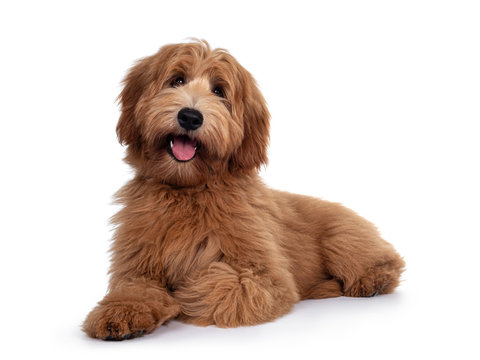 Adorable red / abricot Labradoodle dog puppy, laying down side ways, looking towards camera with shiny dark eyes. Isolated on white background. Mouth open showing pink tongue.