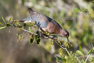 Tourterelle maillée,.Spilopelia senegalensis , Laughing Dove