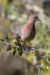 Tourterelle maillée,.Spilopelia senegalensis , Laughing Dove