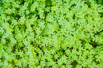 Green background with three-leaved shamrocks. St. Patrick's day holiday   symbol