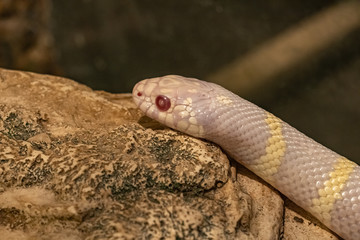Royal sialowska albino snake crawling on a stone.Lampropeltis triangulum sinaloae
