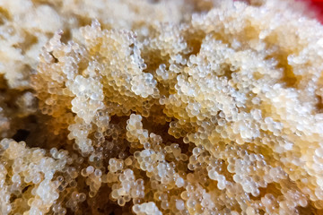 Caviar of carp. Collecting carp caviar in basin.