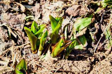 Sprouts of green grass on brown ground in early spring