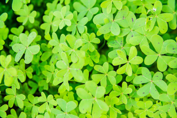 Fototapeta na wymiar Green background with three-leaved shamrocks. St. Patrick's day holiday symbol