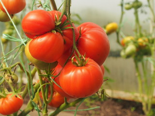 Tomatoes ripen in the greenhouse. Red, yellow and green fruits of vegetables.