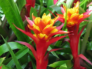 Tropical red flowers in the garden