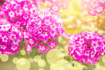 Spring mood beautiful flowers made with pink color filters with sun light