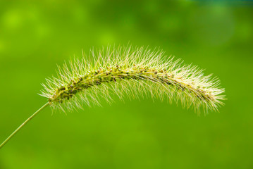 close up photo of grass with green background, bokeh effect
