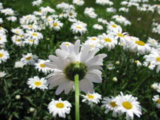 Obraz premium Field of white daisy flowers. Country flowers