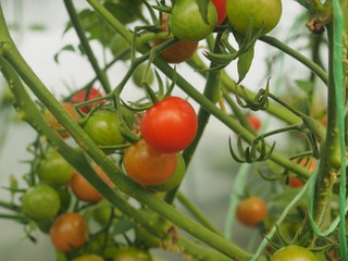 Tomatoes ripen in the greenhouse. Red, yellow and green fruits of vegetables.