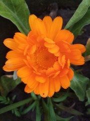 flower, orange, nature, garden, plant, green, macro, yellow, summer, flora, beauty, floral, calendula, flowers, marigold, bloom, beautiful, petals, blossom, closeup, petal, red, spring, color, bright