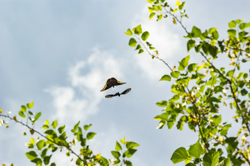 butterflies flying free natural appealing
