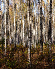 Fototapeta na wymiar Birch forest view. White bark of tree trunks makes natural abstract texture. Podlasie region in Poland.
