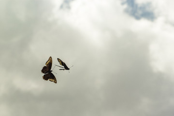 butterflies flying free natural appealing