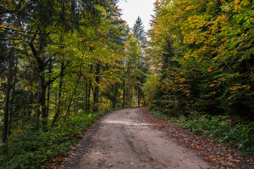 Sandy path with forest on both sides, crowns of trees are getting yellow on autumn season.