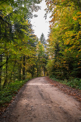 Fototapeta na wymiar Wild route leading into the yellow beauty of autumn forest.