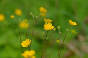 Blüten des Scharfen Hahnenfuß (Ranunculus acris)