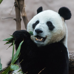 Obraz premium Giant panda eating bamboo