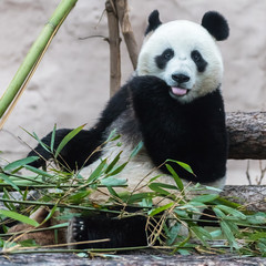 Giant panda eating bamboo