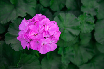 Pink geranium flower blooming, with green leaves  background