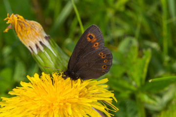 Obraz premium 19.05.2019 DE, RLP, Schönecken Rundaugen-Mohrenfalter Erebia medusa ([DENIS & SCHIFFERMÃœLLER], 1775)