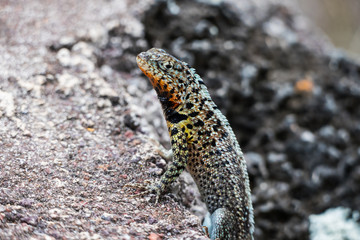 A Lava Lizard (Microlophus delanonis) sits on a rock on Isla Santa Cruz in the Galapagos Islands
